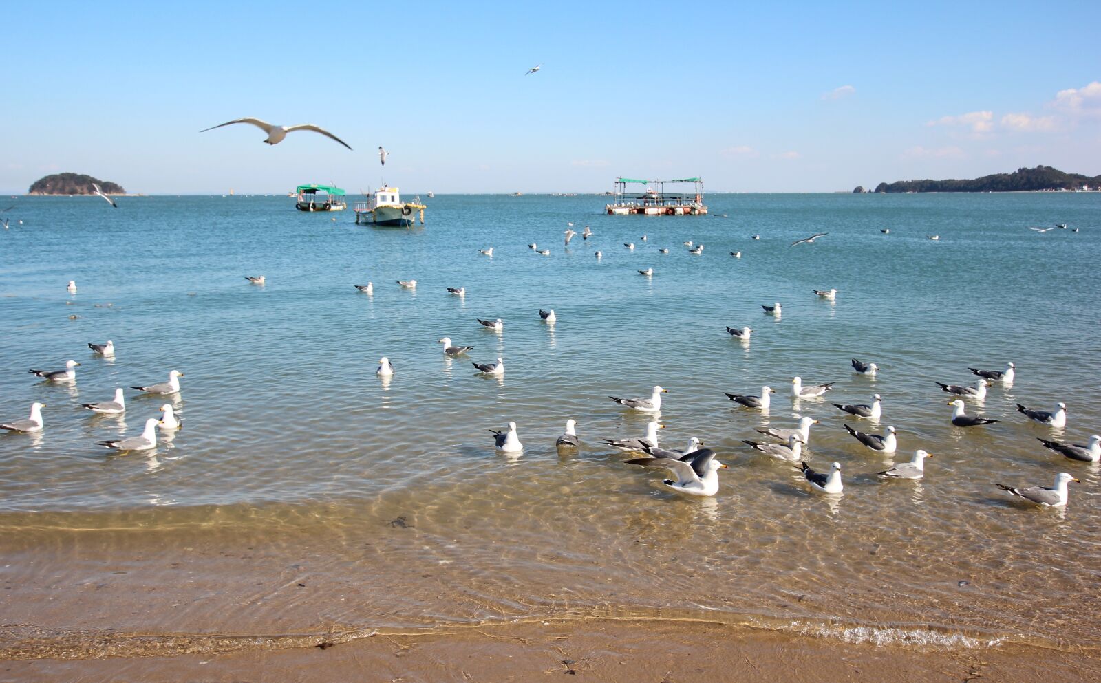Canon EOS 600D (Rebel EOS T3i / EOS Kiss X5) sample photo. Sea, new, seagull photography