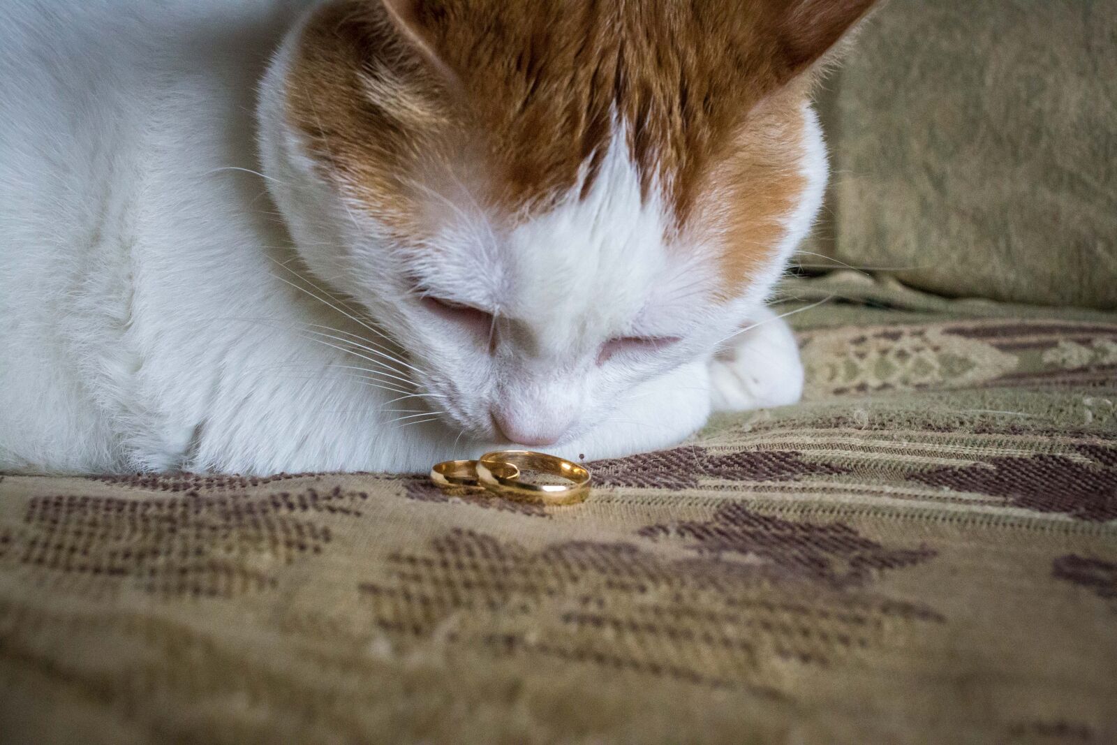 Canon EOS 6D + Canon EF 40mm F2.8 STM sample photo. Cat, cat, with, rings photography