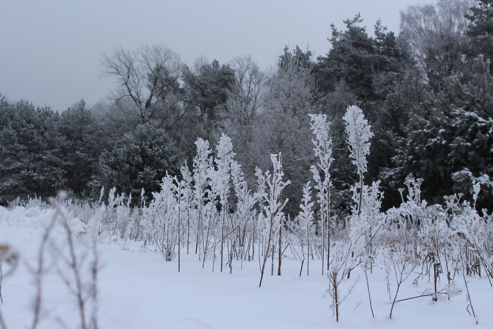 Canon EOS 700D (EOS Rebel T5i / EOS Kiss X7i) sample photo. Winter, forest, field photography