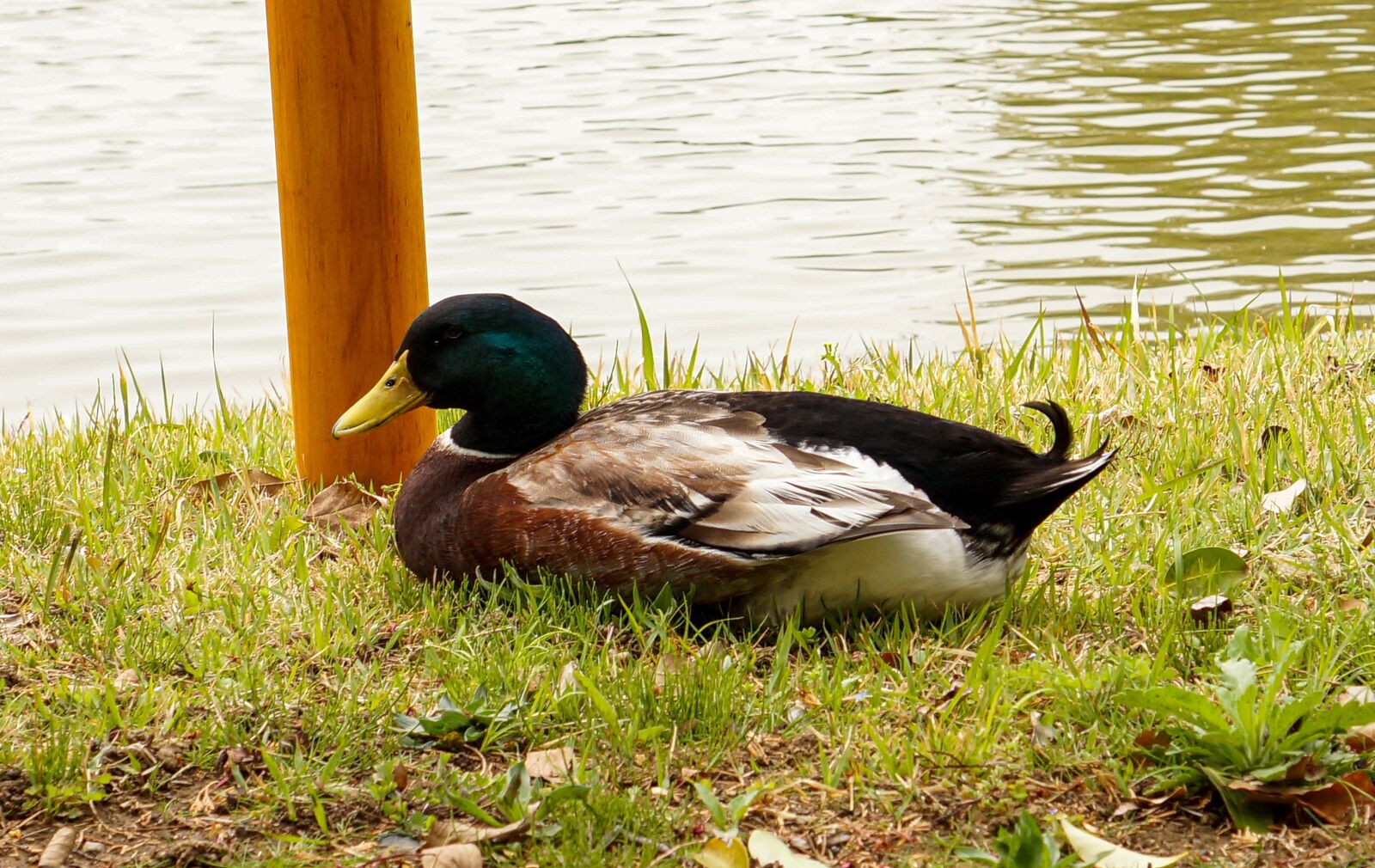 Sony E 35mm F1.8 OSS sample photo. Duck, animal, feather photography