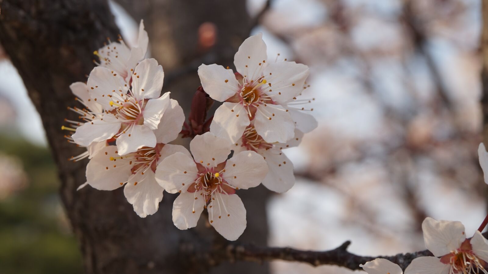 Sony Alpha a5000 (ILCE 5000) sample photo. Cherry blossom, flowers, spring photography