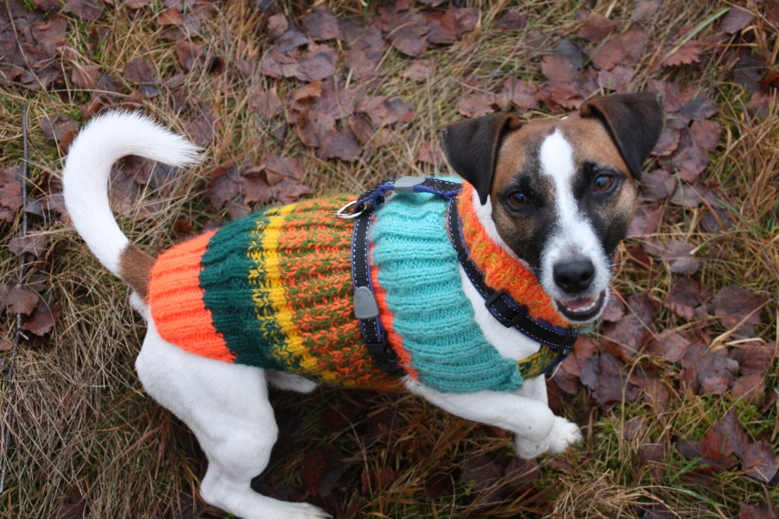 Canon EOS 450D (EOS Rebel XSi / EOS Kiss X2) sample photo. Dog, playful, harness photography