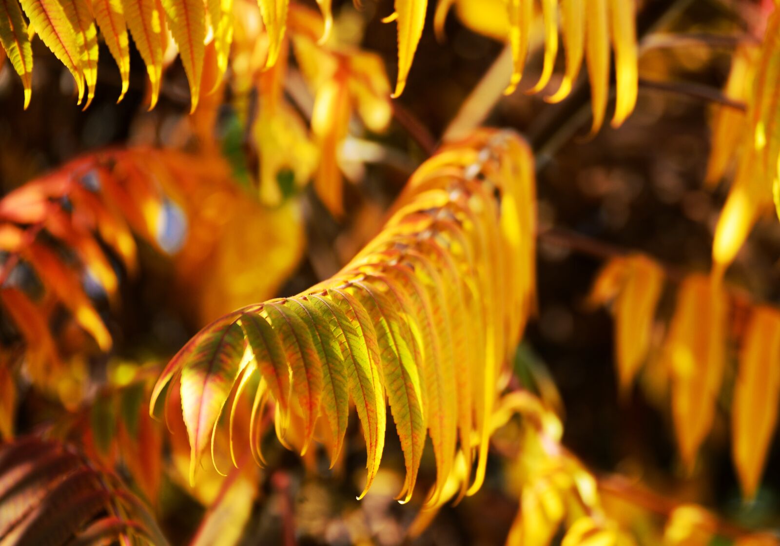 Nikon D610 sample photo. Fall leaves, rhus, emerge photography