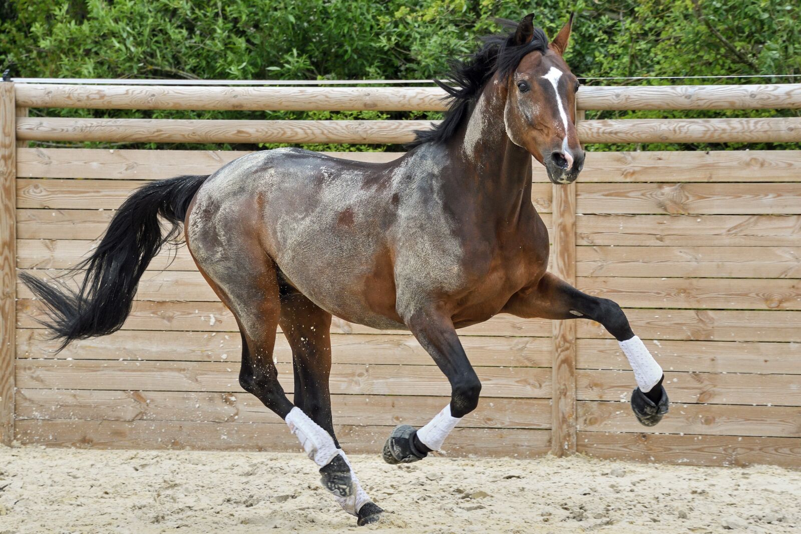 Nikon D500 sample photo. Horse, run, play photography