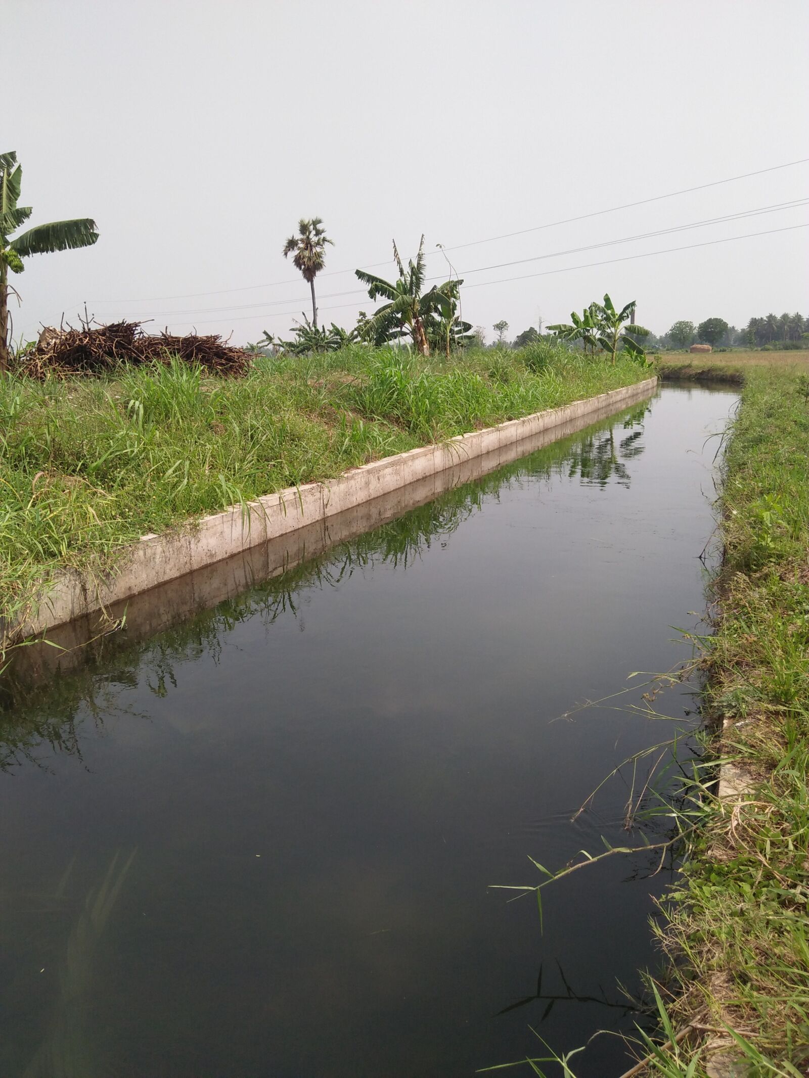 OPPO A37fw-International sample photo. Small river, banana tree photography