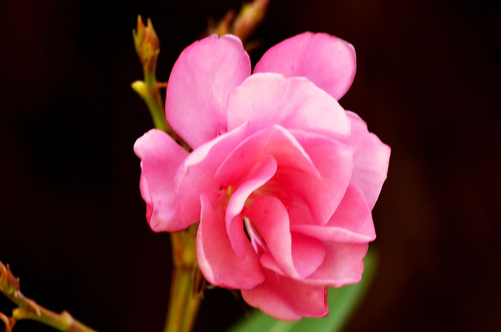 Nikon D5100 sample photo. Flower, pink, spring photography