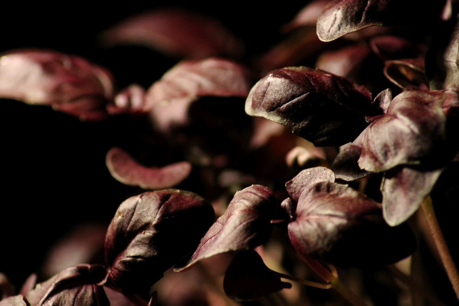 Canon EOS 1100D (EOS Rebel T3 / EOS Kiss X50) sample photo. Red basil, bio, vegetarian photography