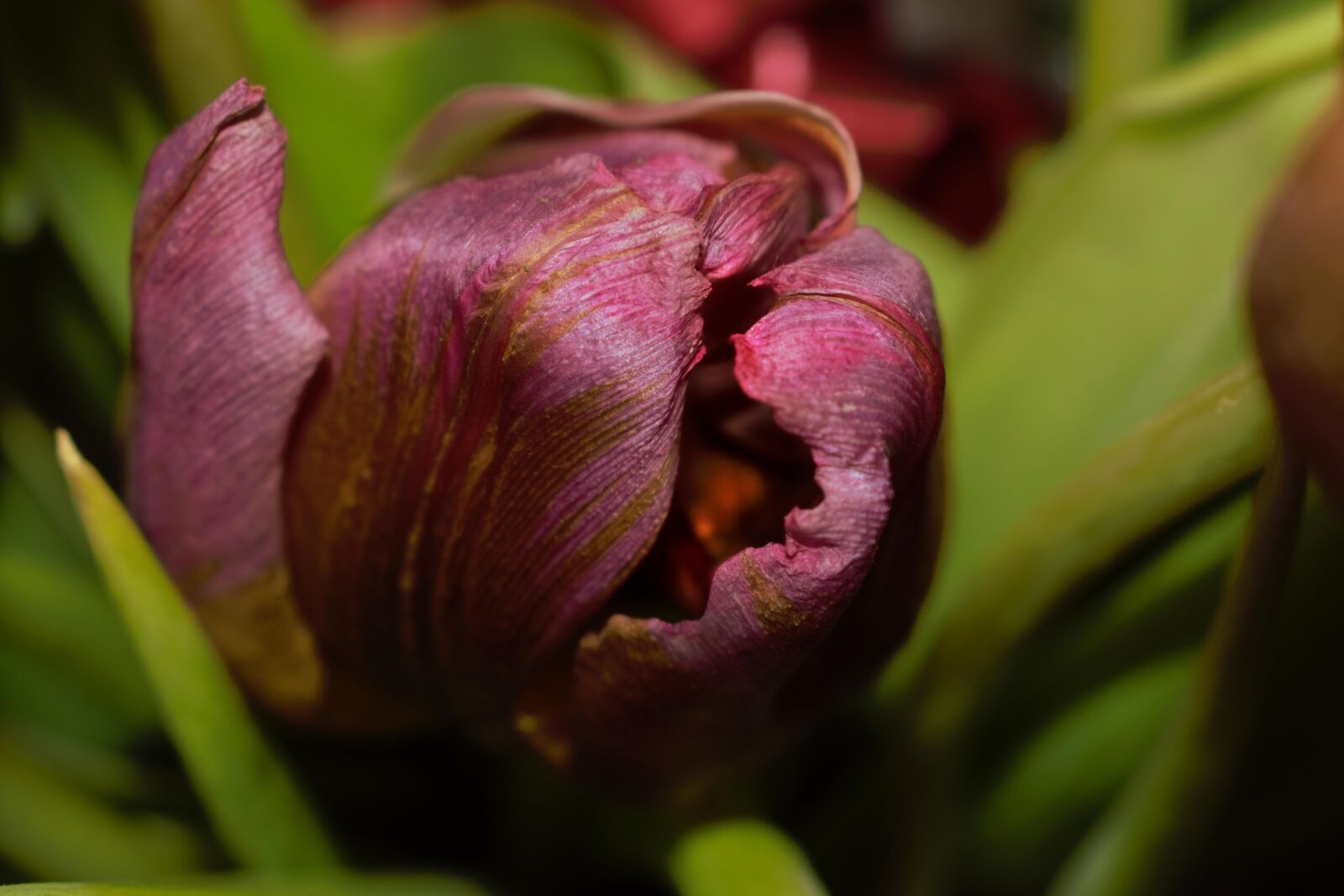 Nikon D3300 sample photo. Tulip, flower, blossom photography