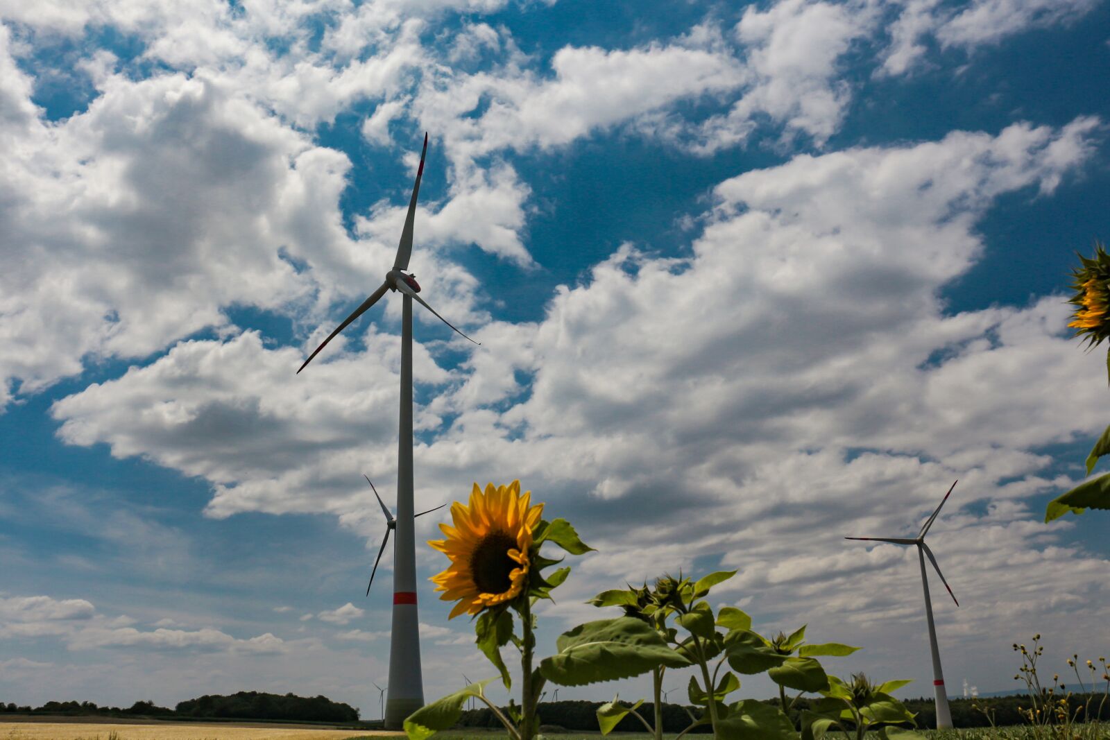 Canon EOS 700D (EOS Rebel T5i / EOS Kiss X7i) sample photo. Windräder, sunflower, field photography