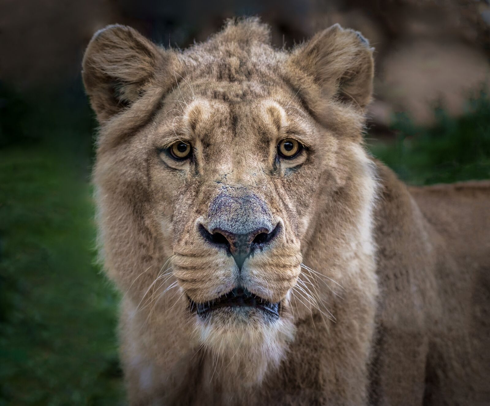 Fujifilm X-E1 sample photo. Lion, αιλουροϊδές, sarcophagus photography