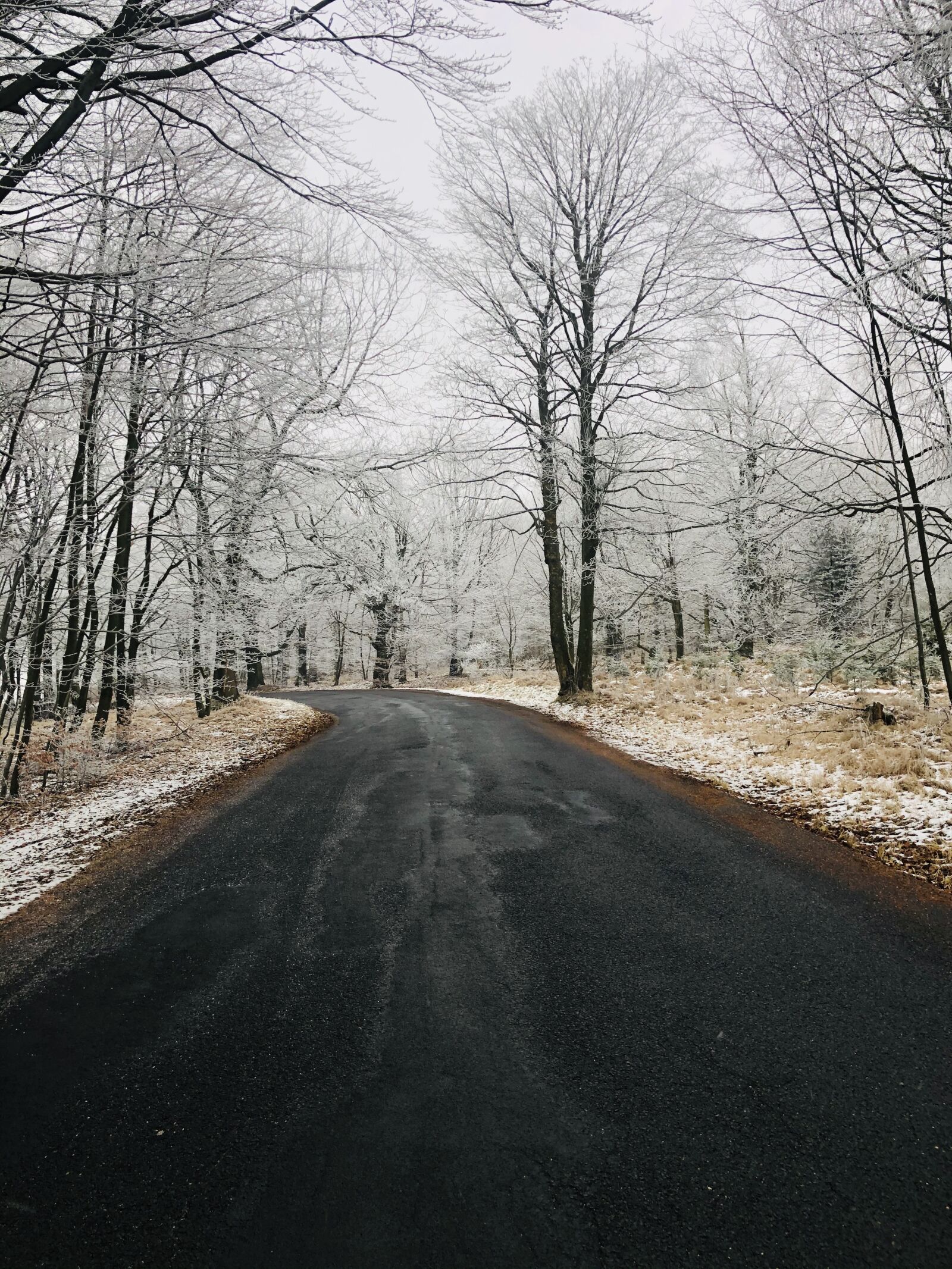 iPhone X back dual camera 4mm f/1.8 sample photo. Road, forest, away photography