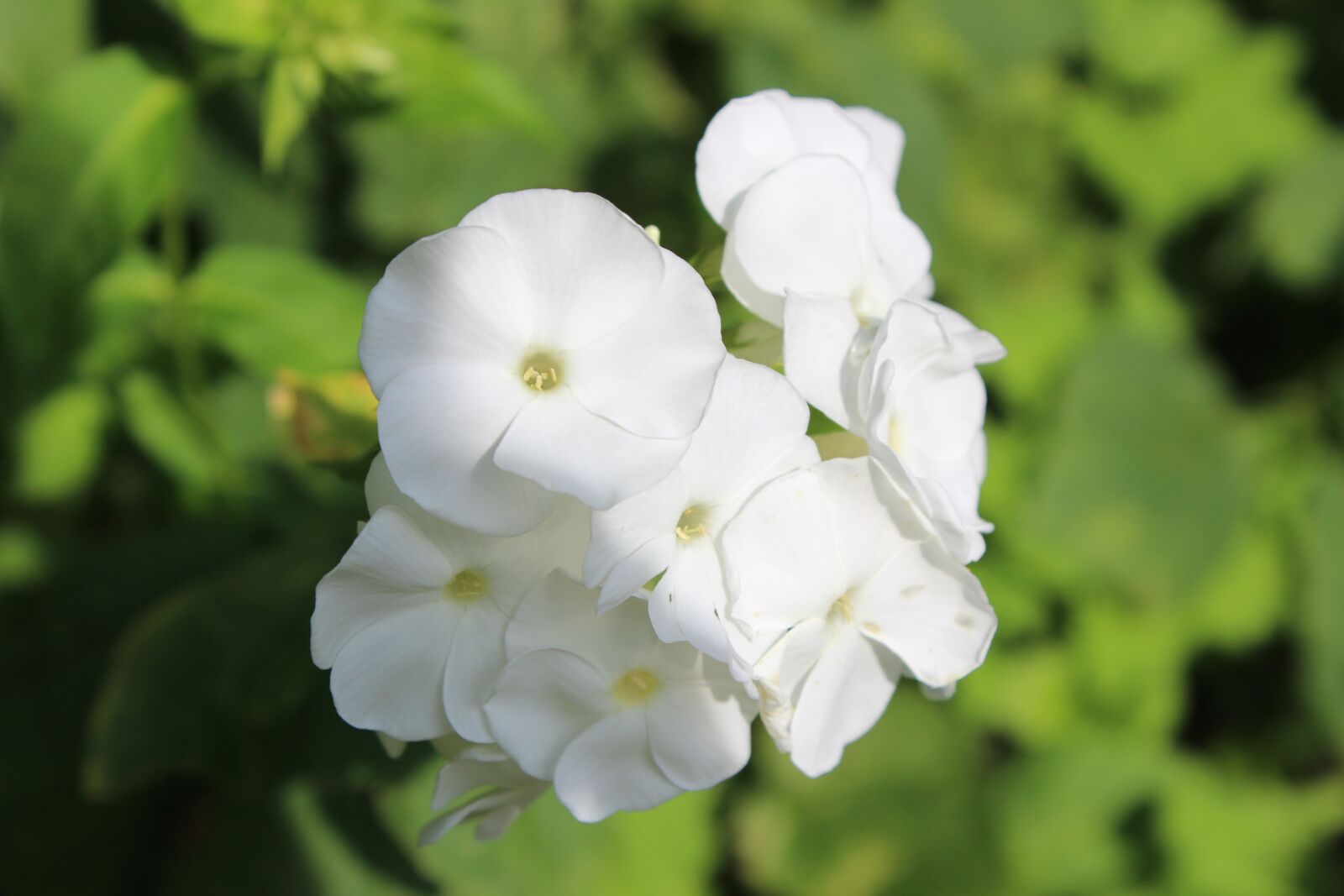 Canon EOS 600D (Rebel EOS T3i / EOS Kiss X5) sample photo. Nature, plant, flower photography