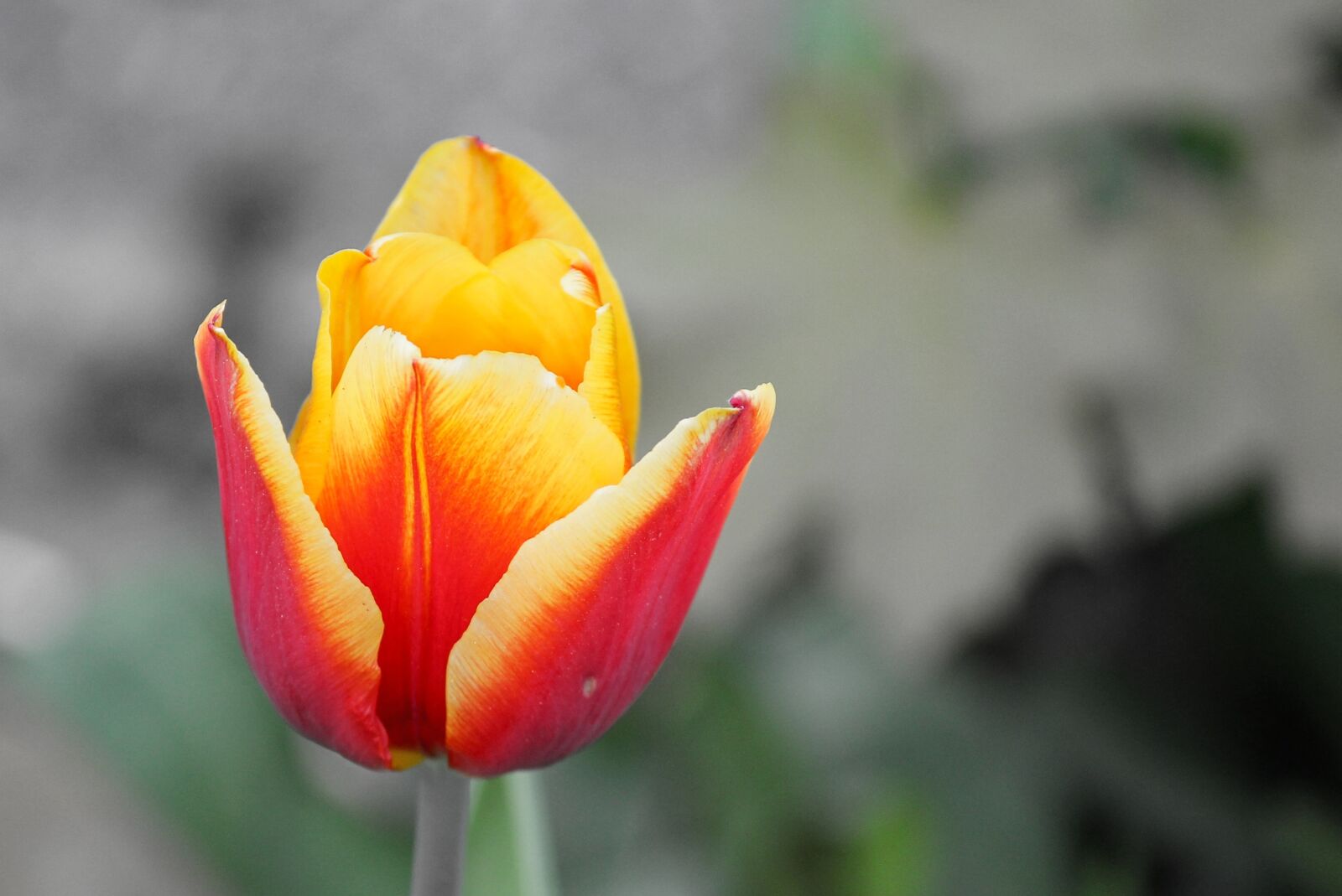 Canon EOS 1100D (EOS Rebel T3 / EOS Kiss X50) sample photo. Tulip, half closed, blossom photography