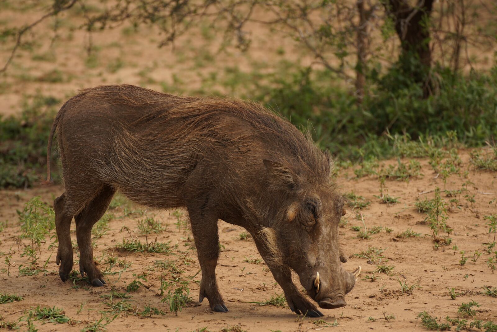 Tamron SP 70-300mm F4-5.6 Di USD sample photo. Warthog, game, reserve photography