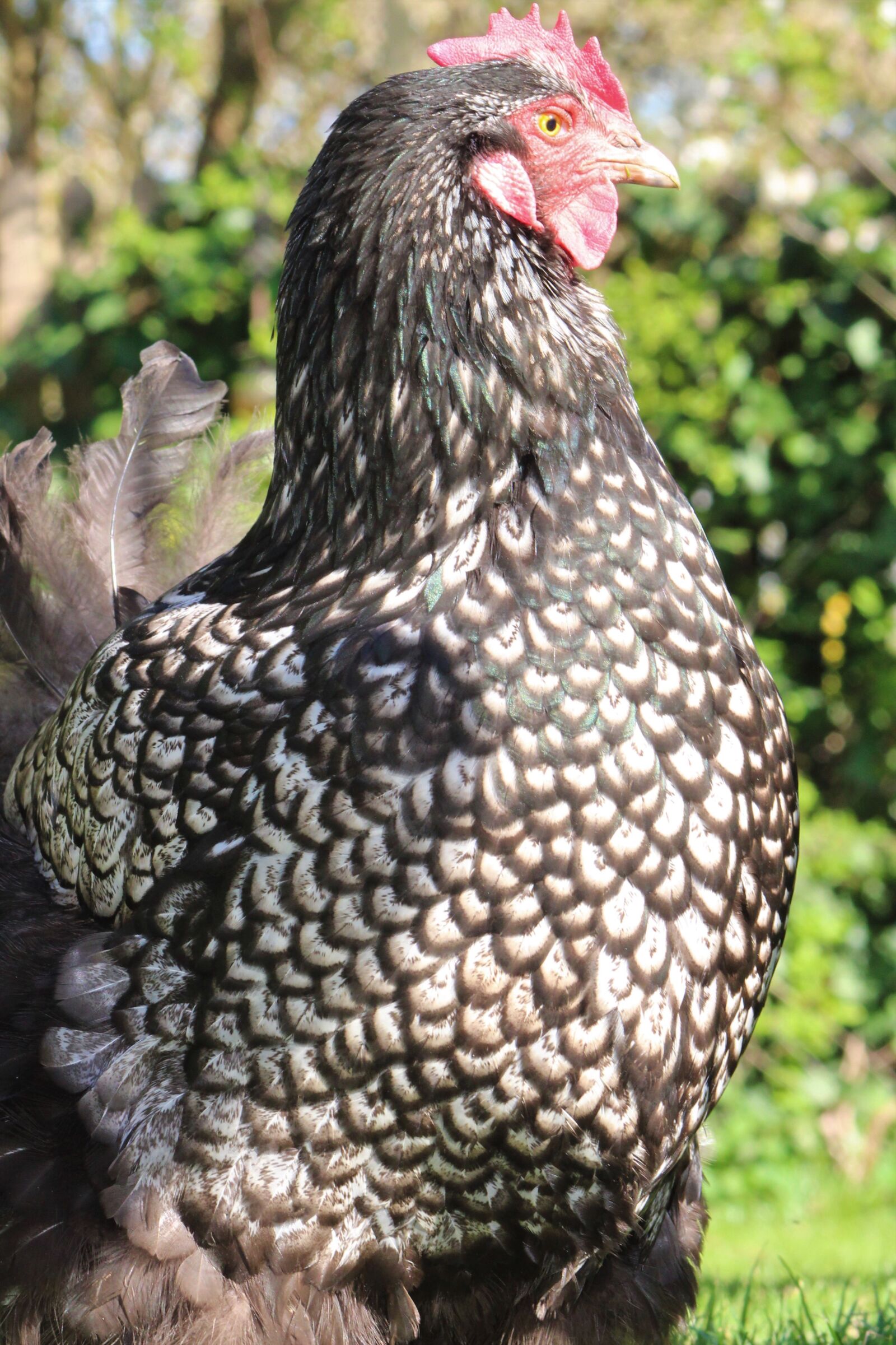 Canon EOS 2000D (EOS Rebel T7 / EOS Kiss X90 / EOS 1500D) sample photo. Chicken, hen, poultry photography