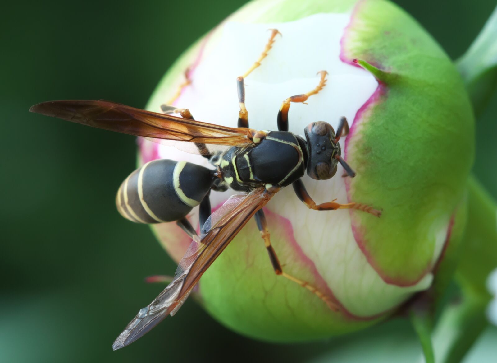 Canon EOS 70D sample photo. Wasp, insect, nature photography