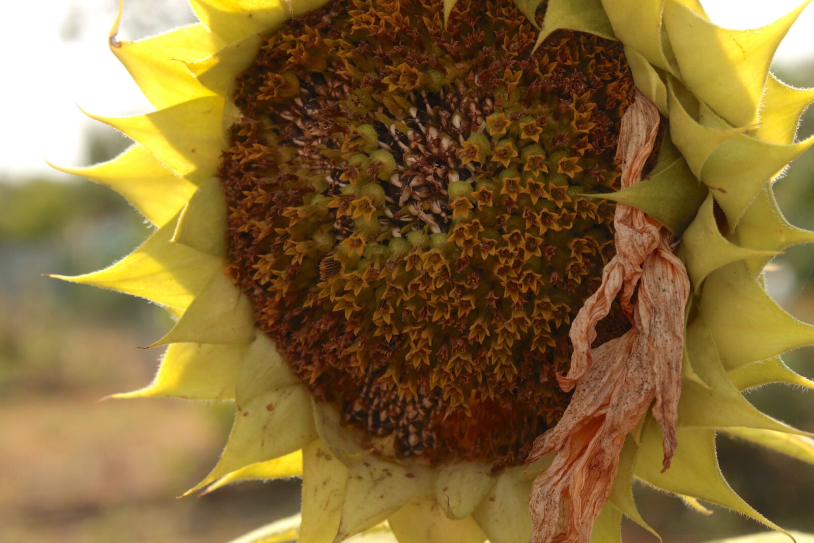 Canon EOS 500D (EOS Rebel T1i / EOS Kiss X3) sample photo. Sunflower, mature, summer photography