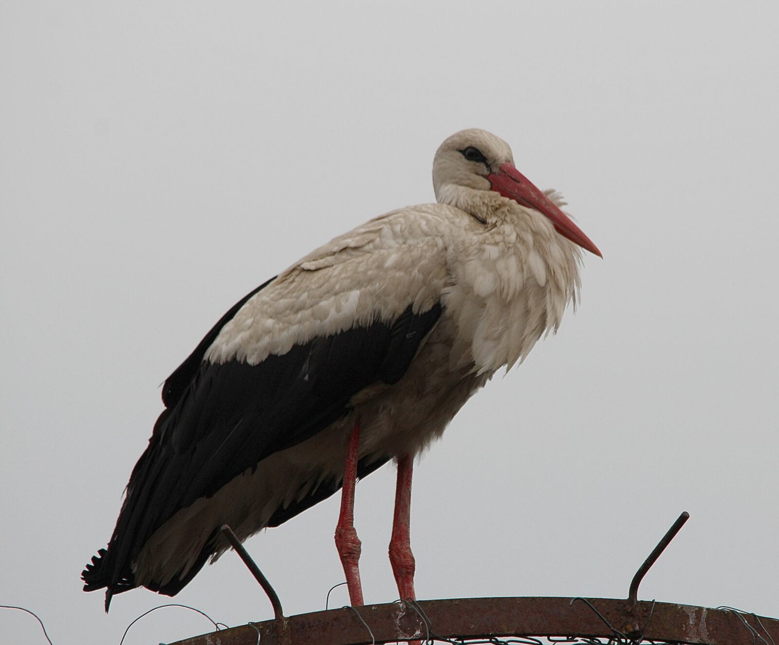 Canon EOS 600D (Rebel EOS T3i / EOS Kiss X5) sample photo. Stork, white stork, storks photography
