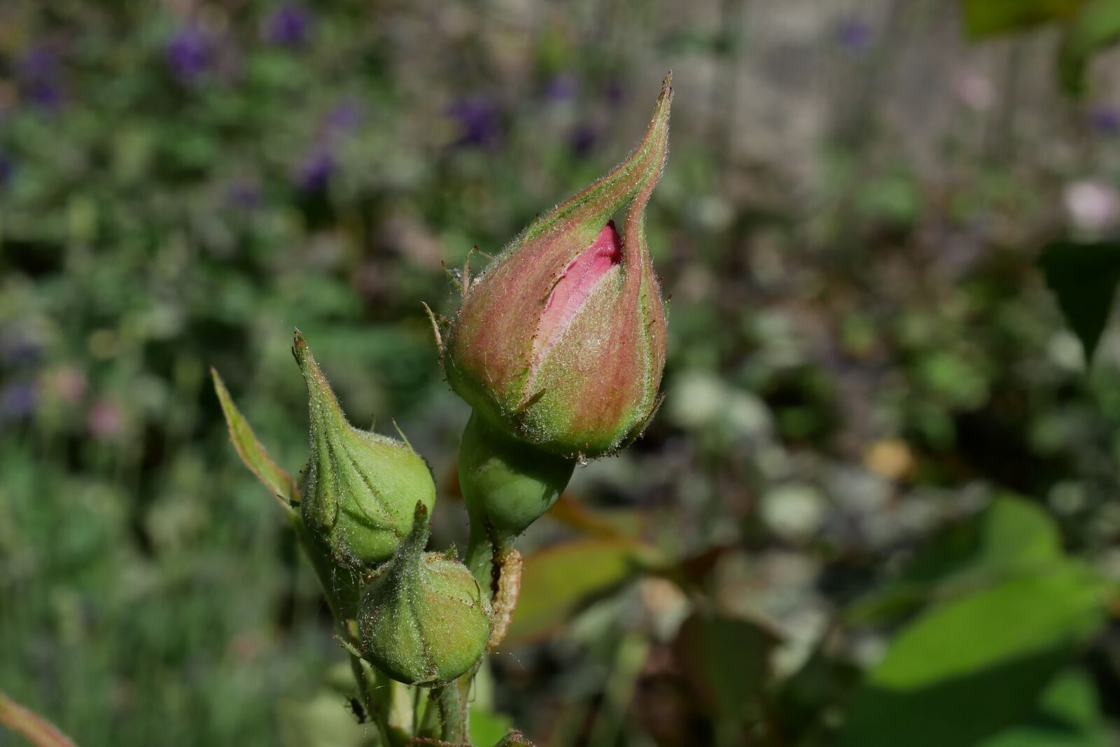 Panasonic DMC-G81 sample photo. Bud, rose, garden photography