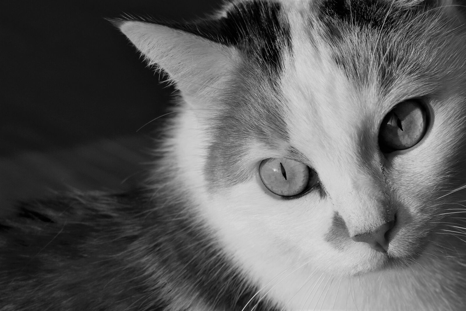 Nikon D5500 sample photo. Cat, animal, black and photography