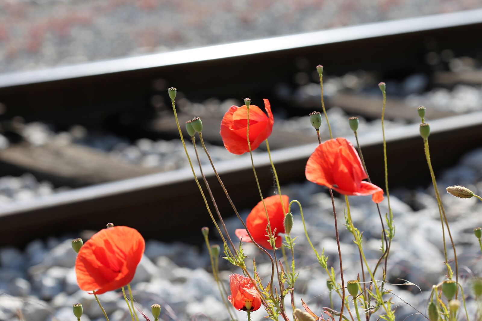 Canon EOS 6D + Canon EF 100mm F2.8 Macro USM sample photo. Red poppy near railway photography