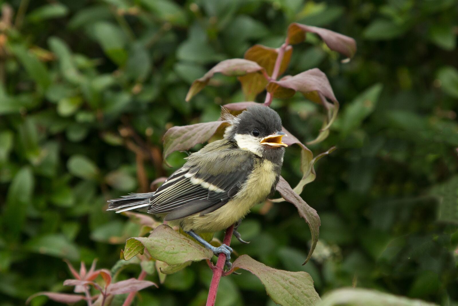 Canon EOS 70D + Canon EF 24-105mm F4L IS USM sample photo. Titmouse, bird, young birds photography