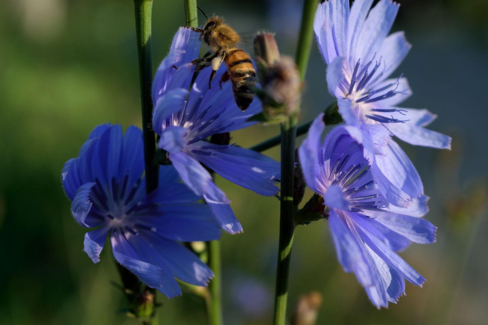 Nikon D5300 sample photo. Bee, blue flowers, pollination photography