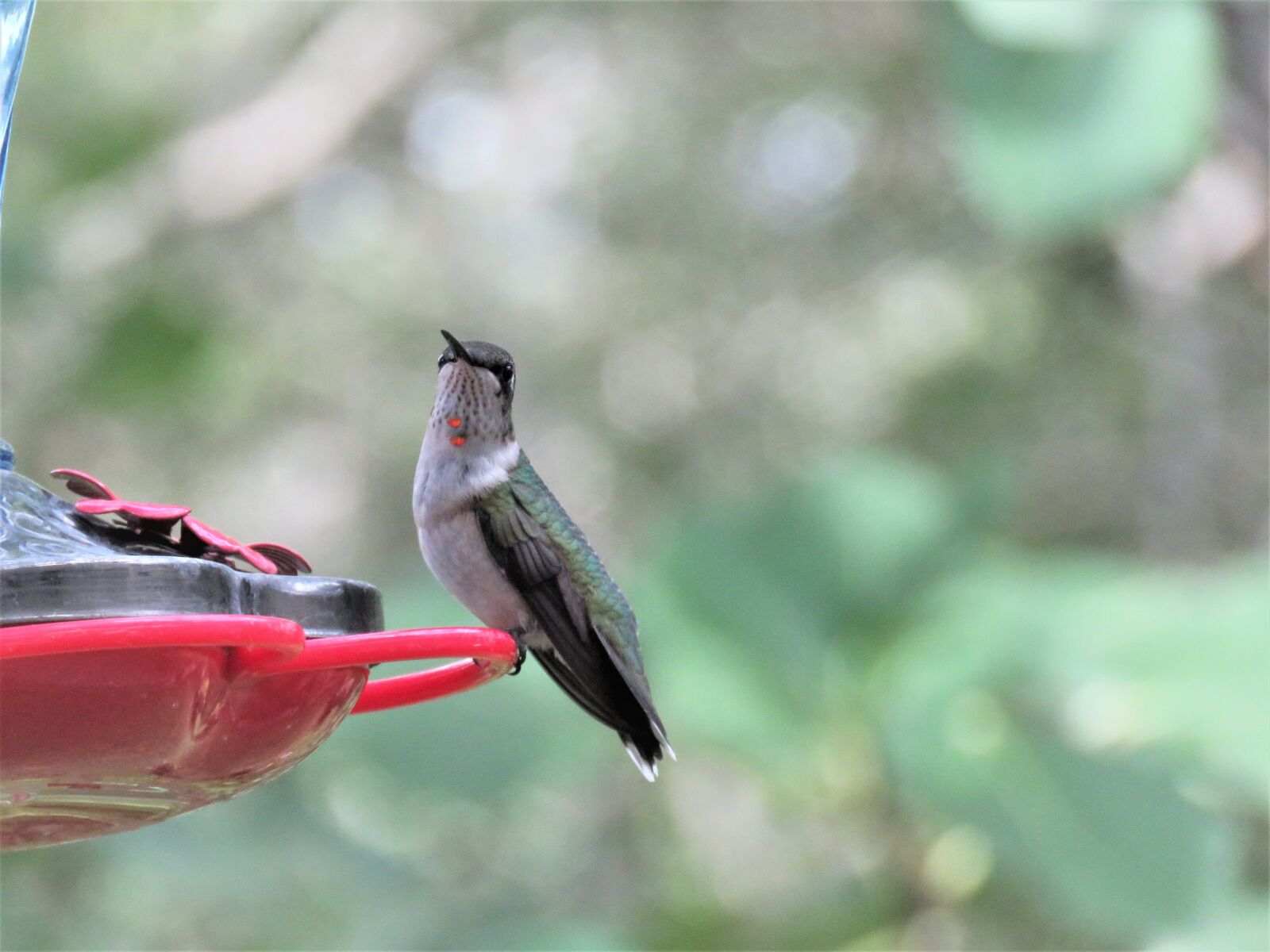 Canon PowerShot SX60 HS sample photo. Bird, wildlife, hummingbird photography