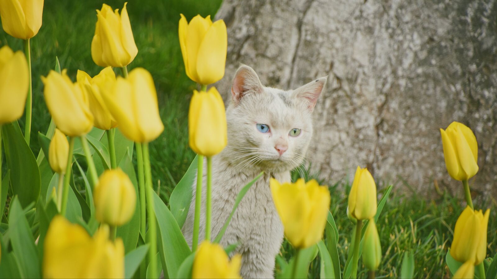 Nikon D7200 sample photo. Flowers, cat, cute photography