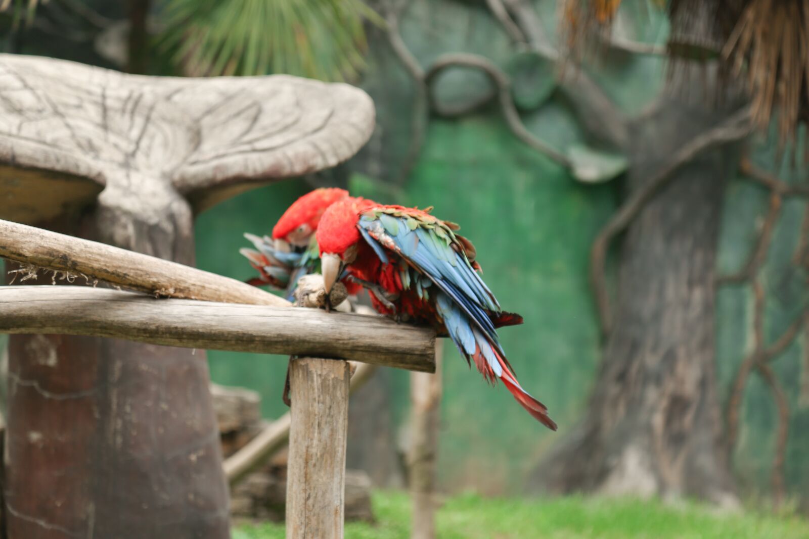 Canon EF 24-105mm F4L IS USM sample photo. Animal, zoo, dangerous photography