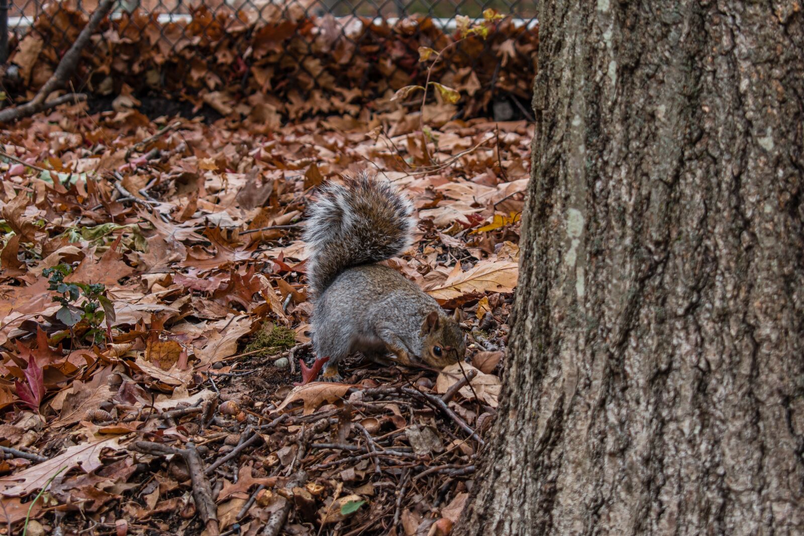 Nikon D5600 sample photo. Squirrel, close, cute photography