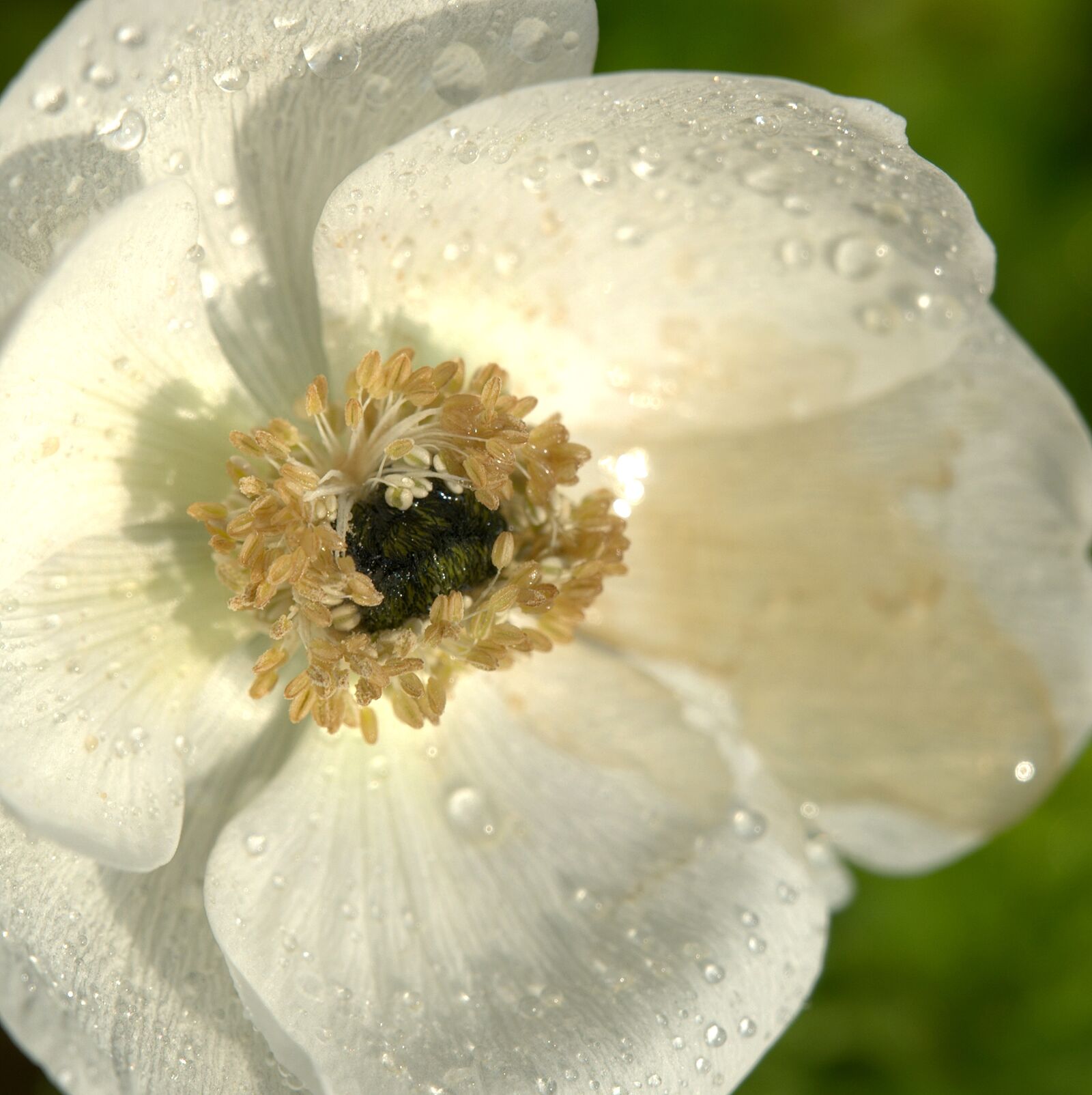 Leica Vario-Elmarit-SL 24-90mm F2.8-4 ASPH sample photo. Flower, nature, white photography