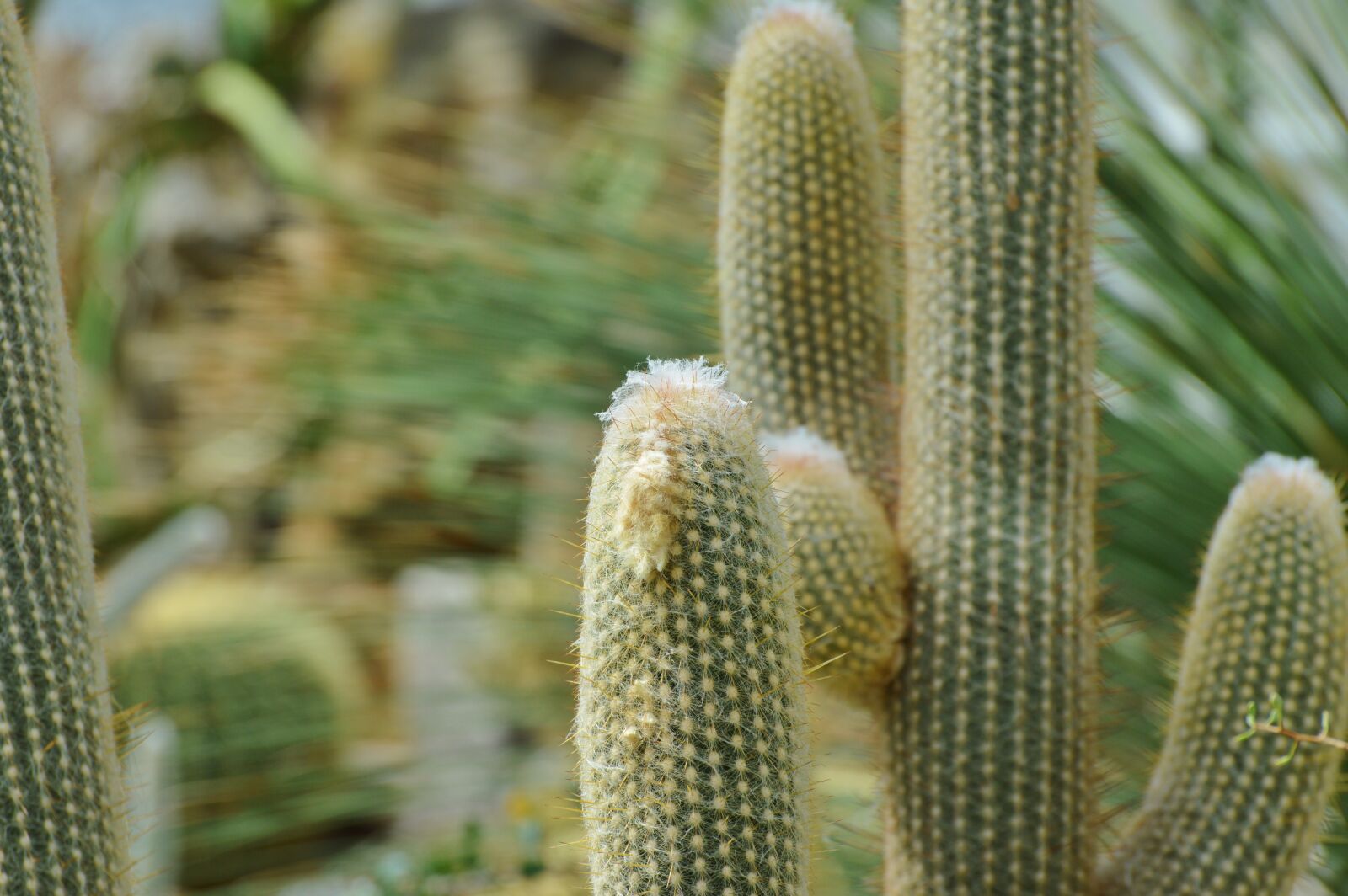 Nikon D3200 sample photo. Cactus, spur, green photography
