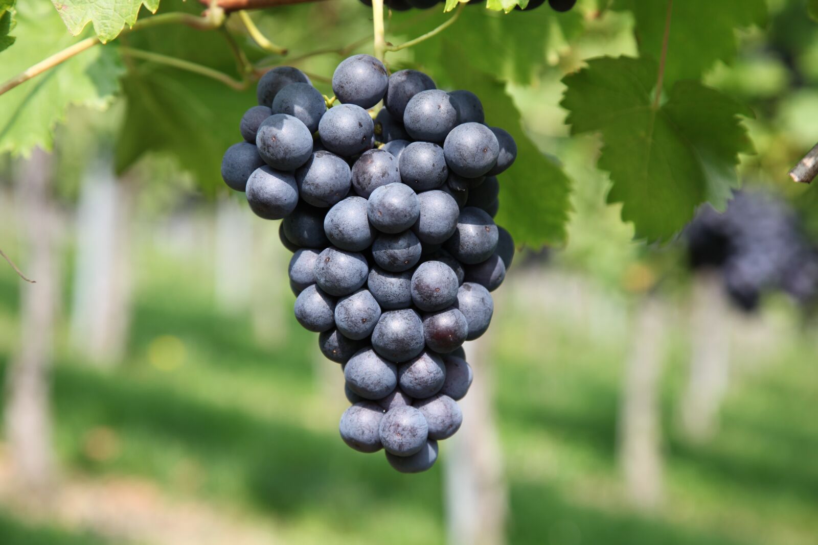 Canon EOS 5D Mark II sample photo. Grape, vineyard, winegrowing photography