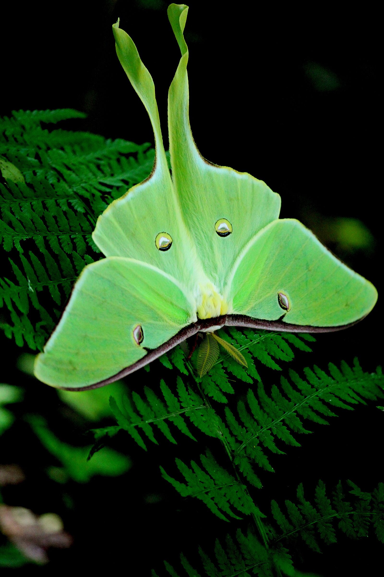 Canon EOS 100D (EOS Rebel SL1 / EOS Kiss X7) + Canon EF-S 55-250mm F4-5.6 IS II sample photo. Moth, green, nat photography