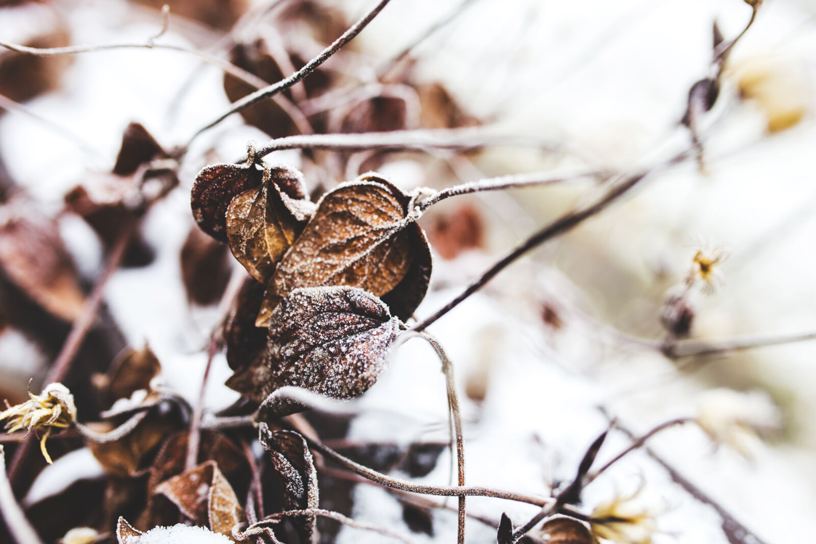 Canon EOS 6D + Sigma 35mm F1.4 DG HSM Art sample photo. Withered, leaves photography