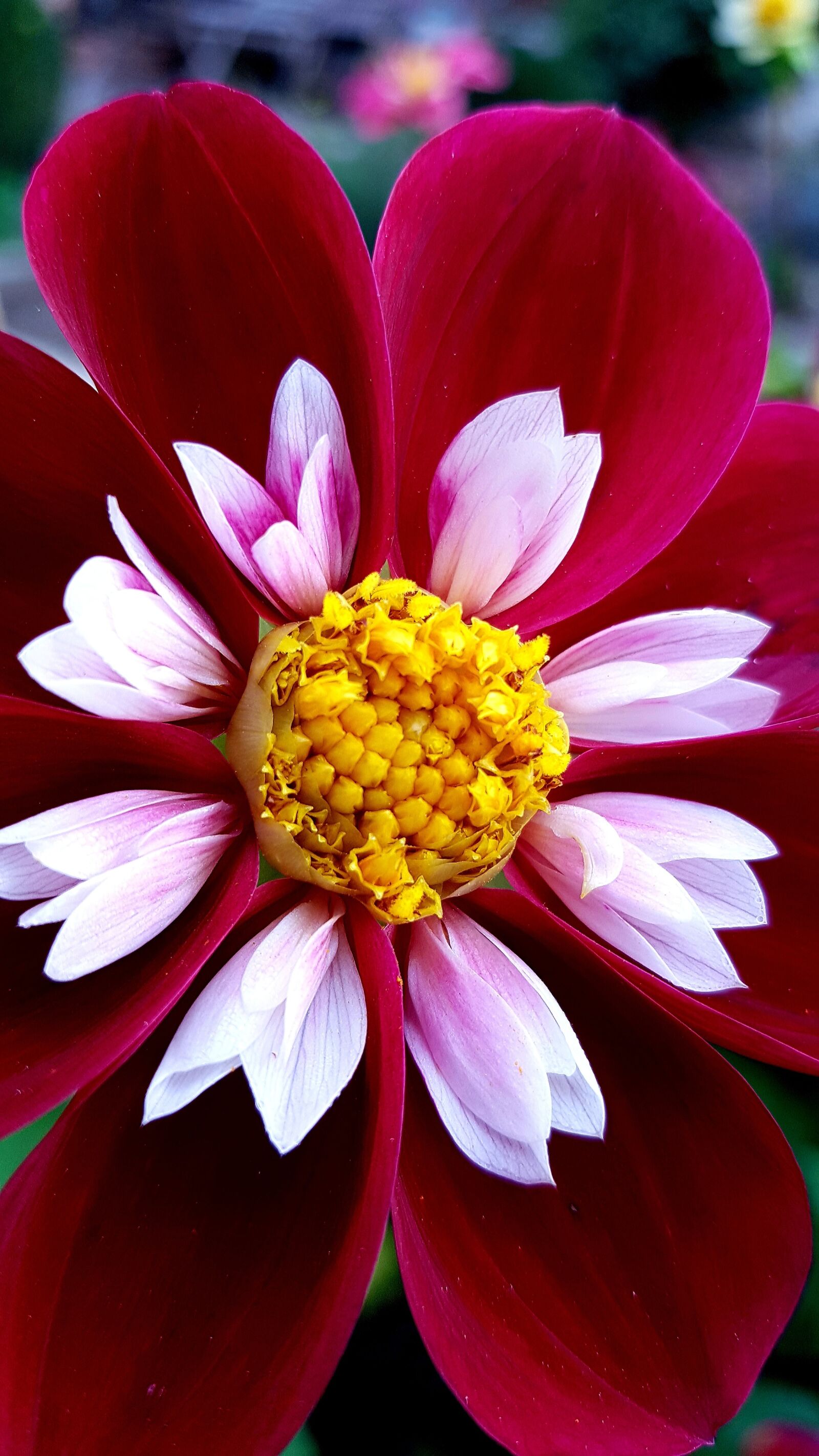 Samsung Galaxy S7 Edge sample photo. Dahlia, flower, white photography