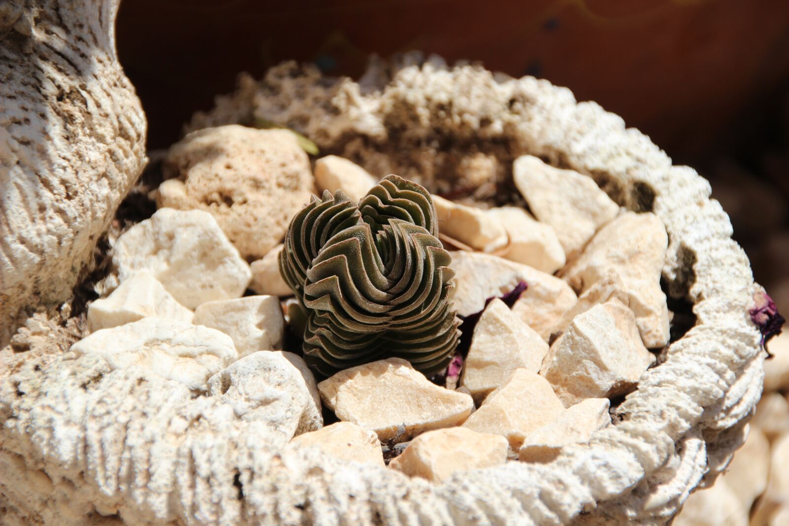 Canon EOS 600D (Rebel EOS T3i / EOS Kiss X5) sample photo. Succulent, rock plant, mediterranean photography