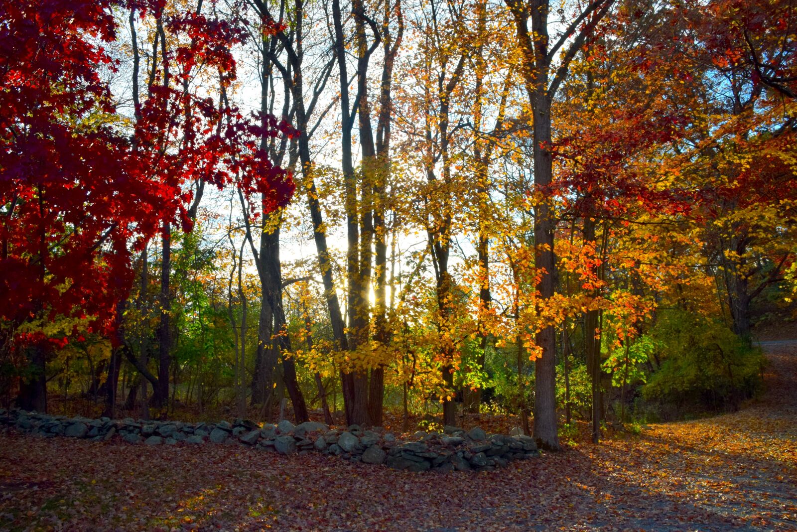 Nikon D3300 sample photo. Fall, foliage, color photography