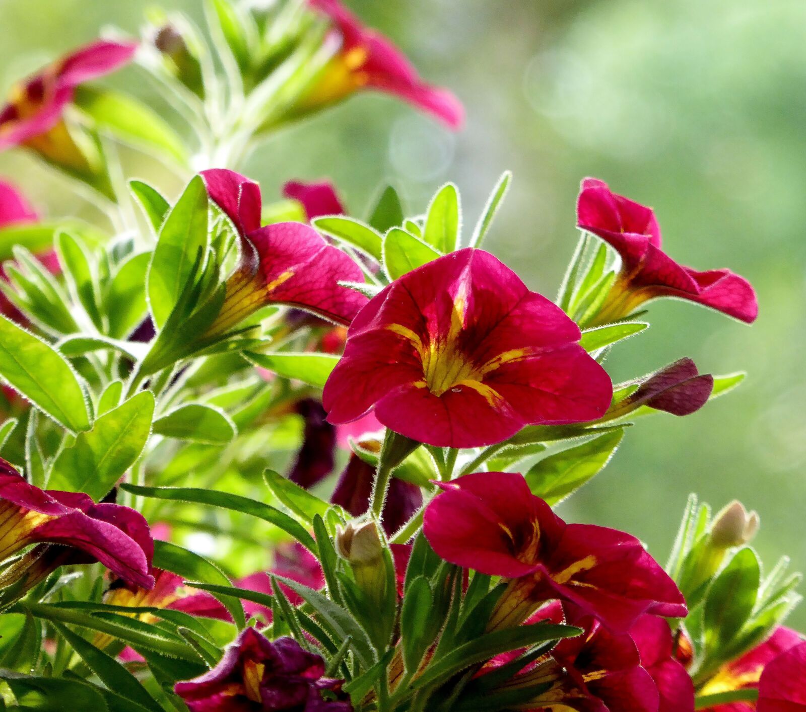 Panasonic DMC-TZ61 sample photo. Balcony, flowers, balcony plant photography