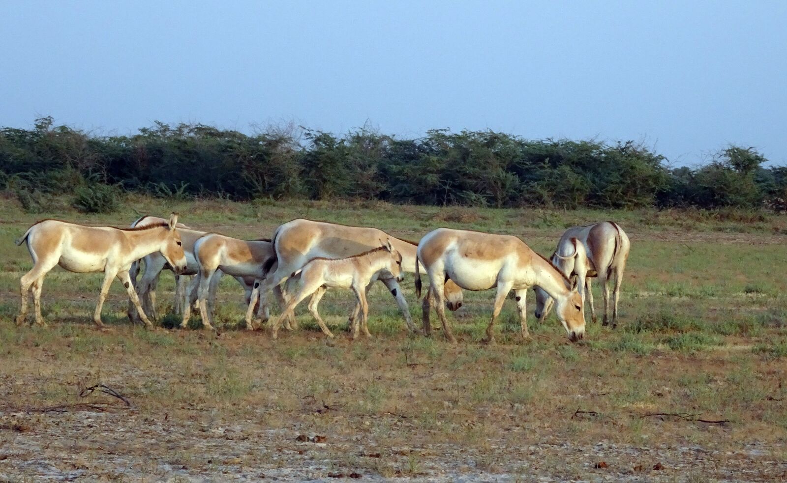 Sony Cyber-shot DSC-HX90V sample photo. Indian wild ass, equus photography