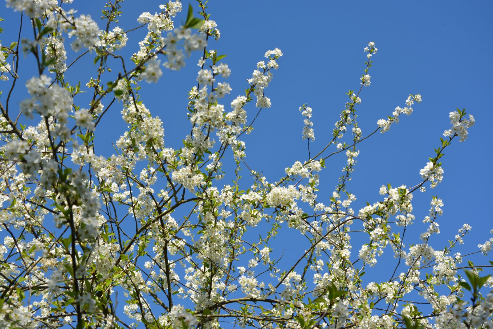 Nikon D5200 sample photo. Cherry blossoms, white flowers photography
