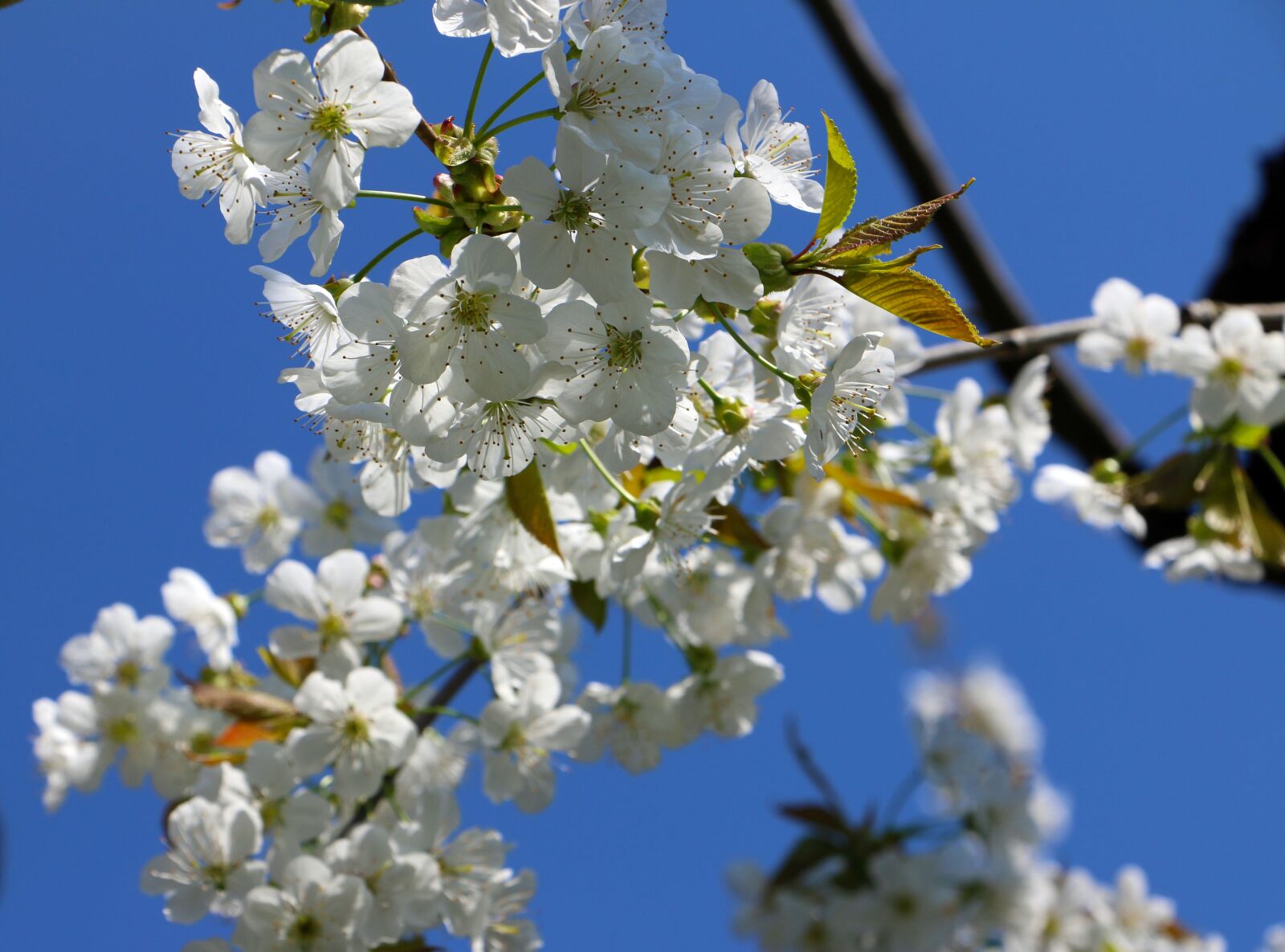 Canon EOS 70D sample photo. Cherry blossom, spring, tree photography