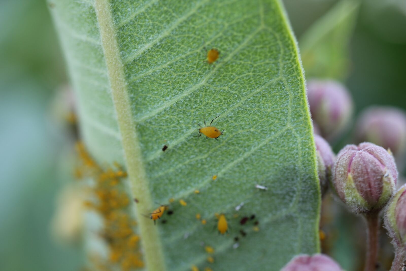 Canon EOS 550D (EOS Rebel T2i / EOS Kiss X4) sample photo. Leaf, aphids, summer photography