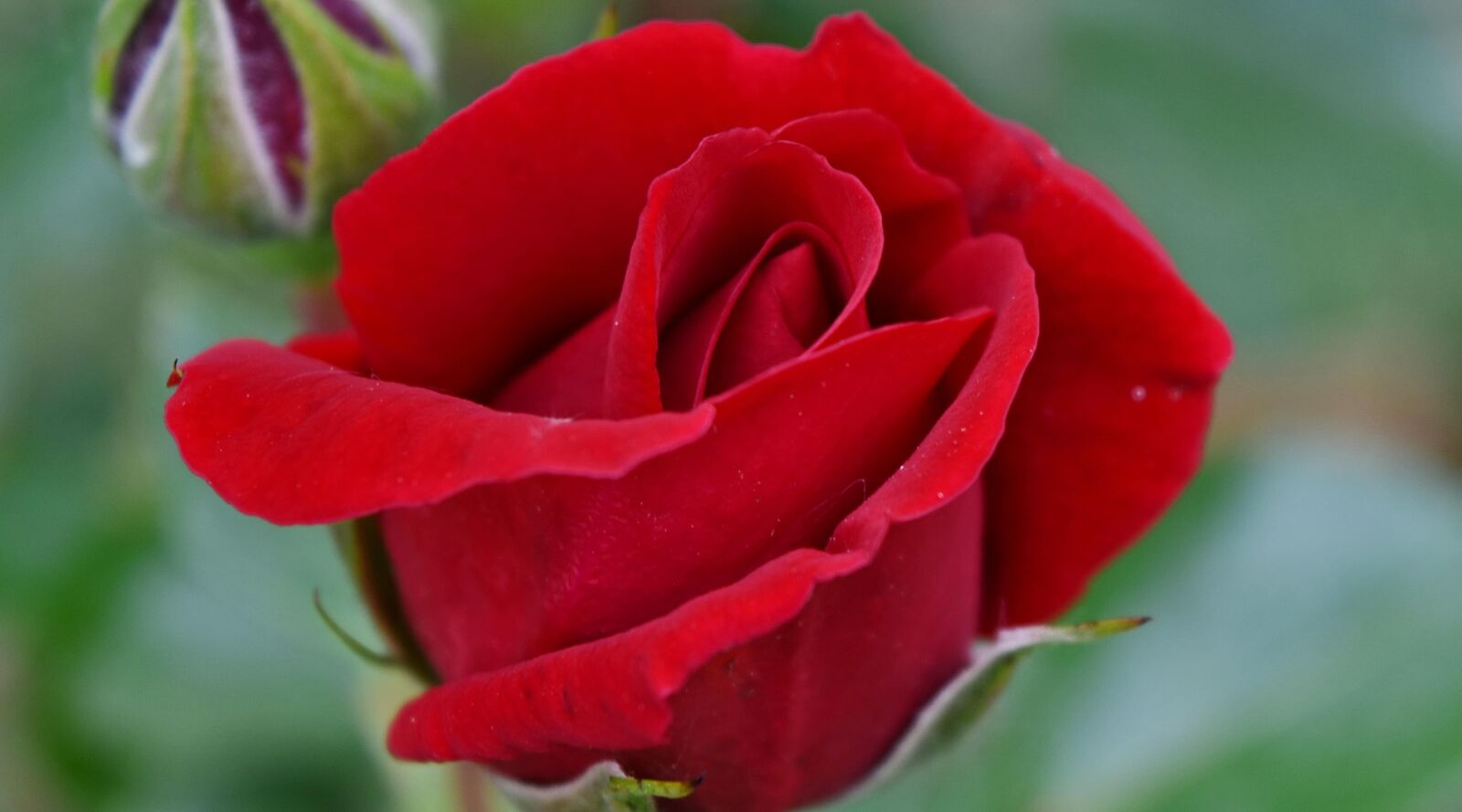 Nikon D5500 sample photo. Details, red, shrub, plant photography