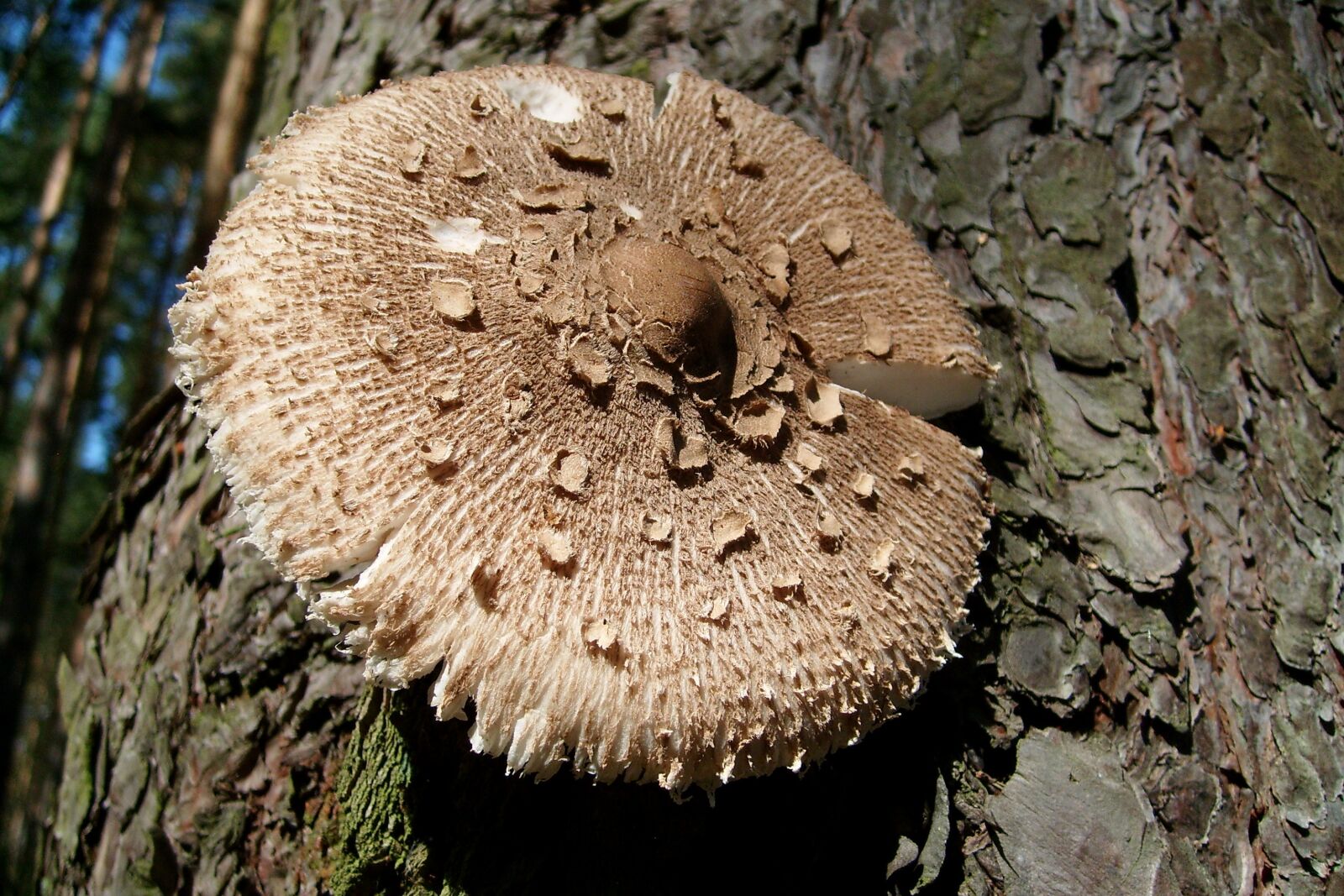 Samsung KENOX S730  / Samsung S730 sample photo. Mushroom owl, nature, autumn photography