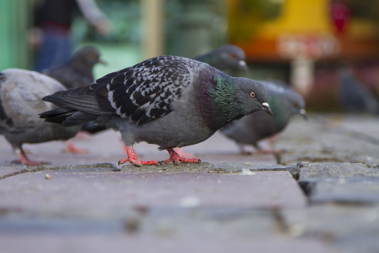 Canon EOS 7D + Canon EF 24-105mm F4L IS USM sample photo. Bird, istanbul, pigeon photography