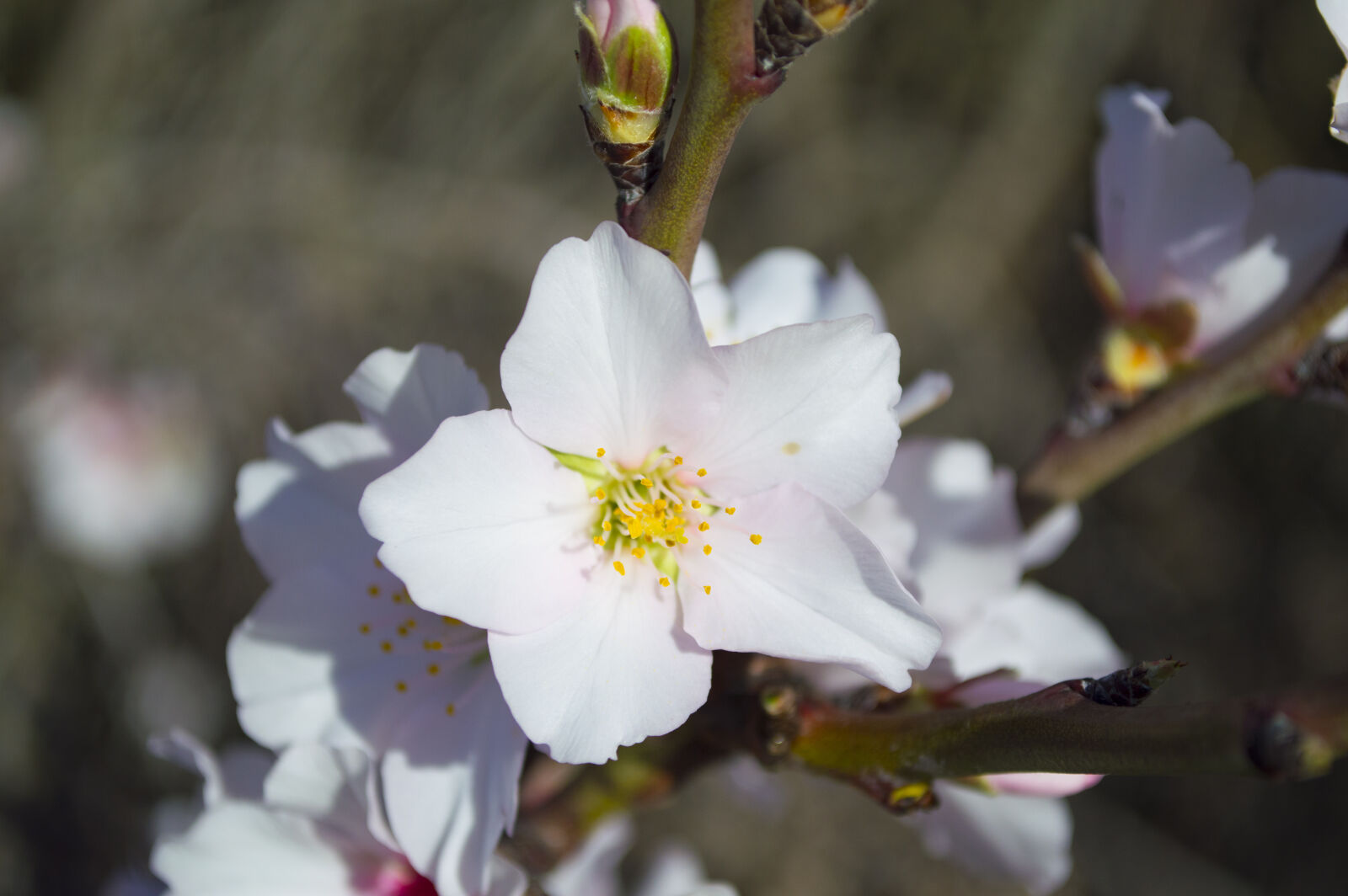 Nikon D3200 sample photo. Sky, flowers, tree, white photography