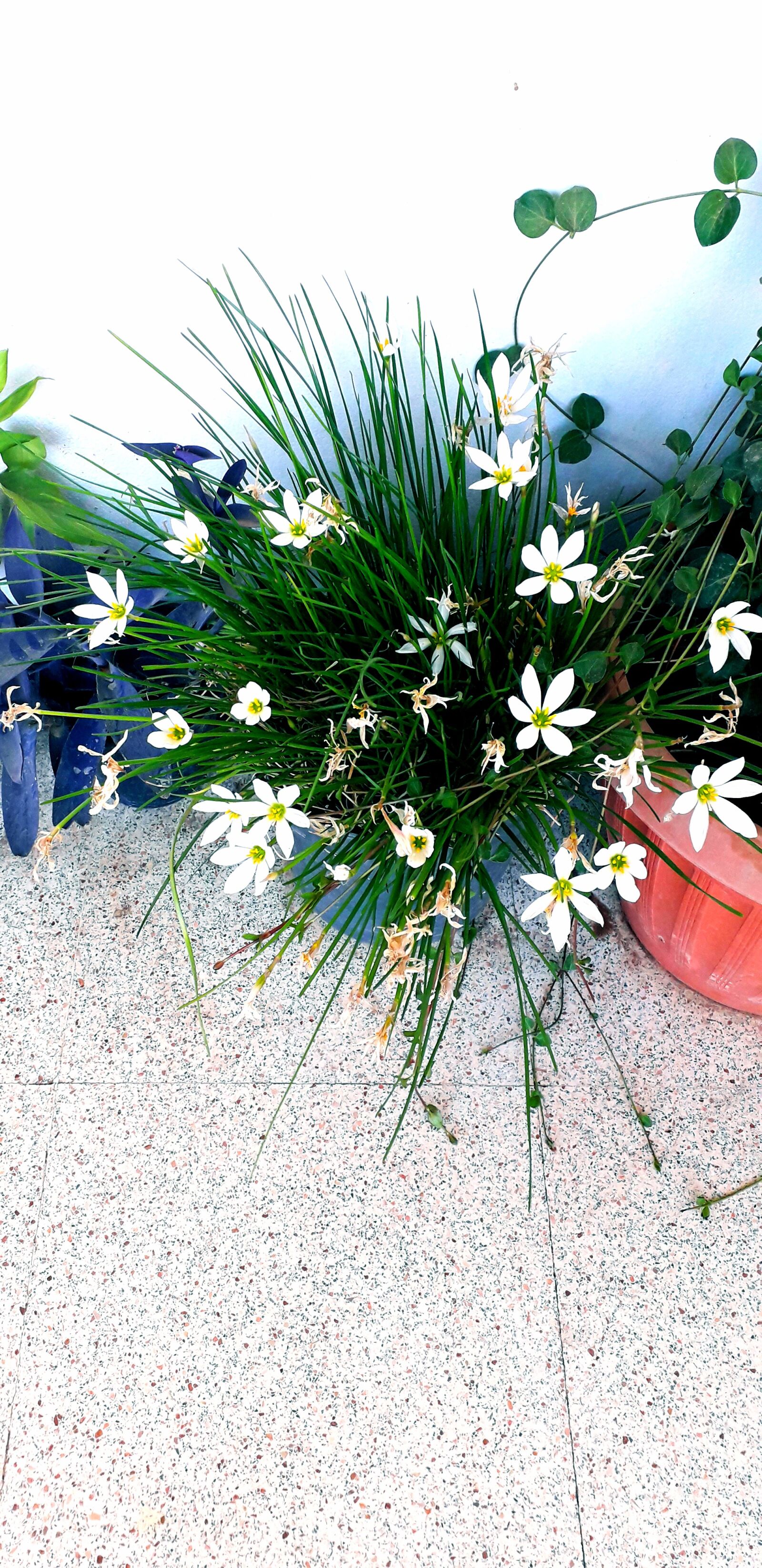 Samsung Galaxy J6 sample photo. White, green, flower photography