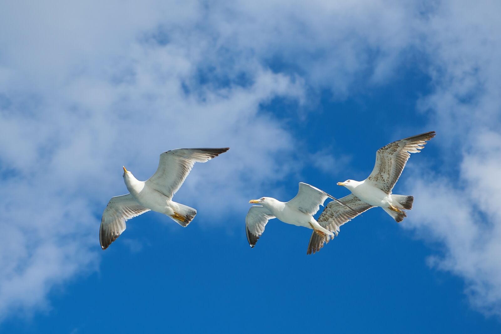 Sony a7R II + Sony Vario Tessar T* FE 24-70mm F4 ZA OSS sample photo. Seagull, bird, nature photography